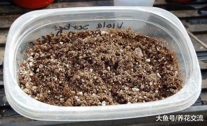 用种子就可以在室内培育飞燕草, 长成华丽的开花植物