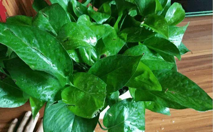 绿萝养久了, 赶紧给它洗个澡, 10天就能长满盆!