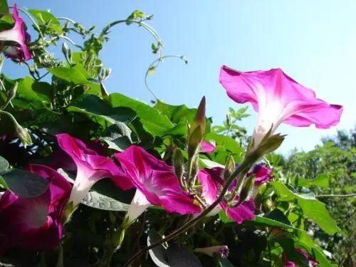 牵牛花、田旋花、鸢萝傻傻分不清楚? 下次去花市可千万不要蒙圈了!