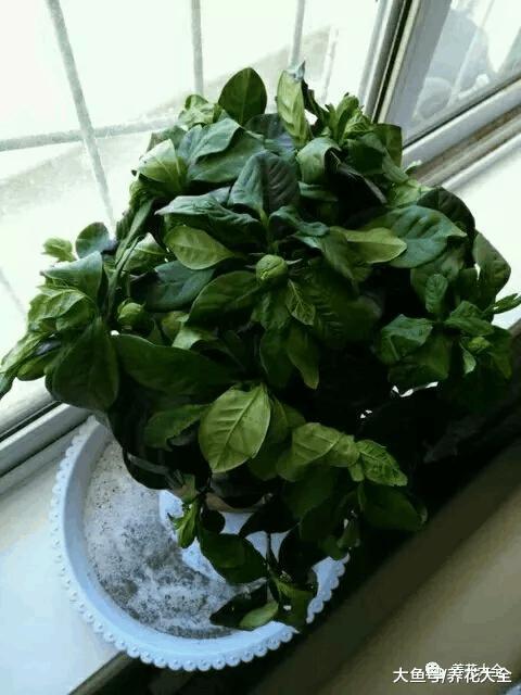 花市买回来的栀子花两天叶子焉了怎么办, 教你小方法轻松处理