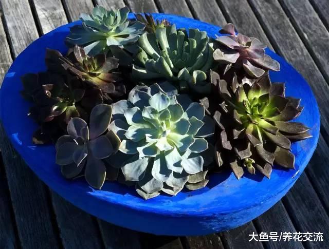 养护盆栽植物的9个主要的技巧, 新手就不要错过了