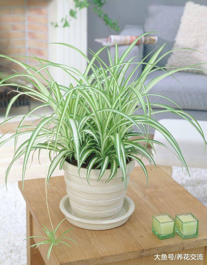 适合新手养在室内的8种盆栽植物, 对猫狗没有毒性的花卉