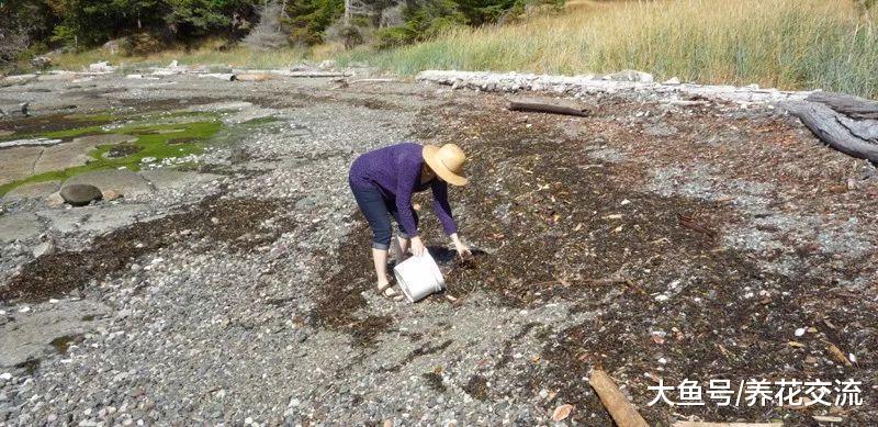 没想到海藻也能用来制作养花的肥料, 夏天的时候特别有用