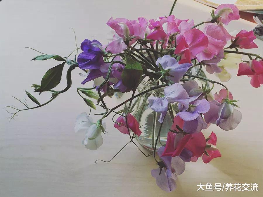 常见10种切花的保鲜期限, 你更喜欢哪一种花呢?