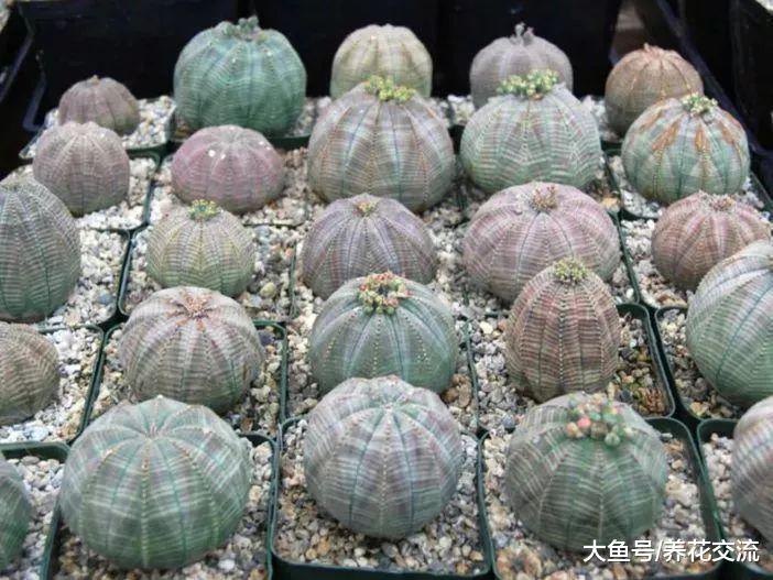 长得像圆形布袋一般的布纹球, 没想到还能开出精致的小花