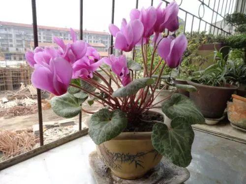 养花就要选花、选盆、还有花草习性, 你确定你都了解了吗?