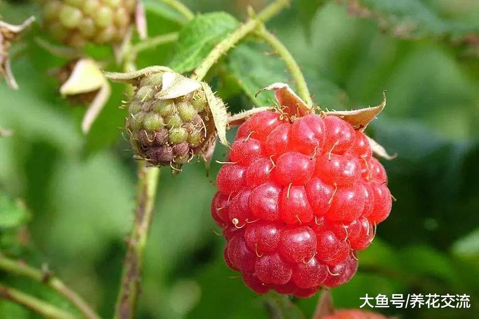 做好这10点, 就能在阳台上种出吃不完的覆盆子浆果了