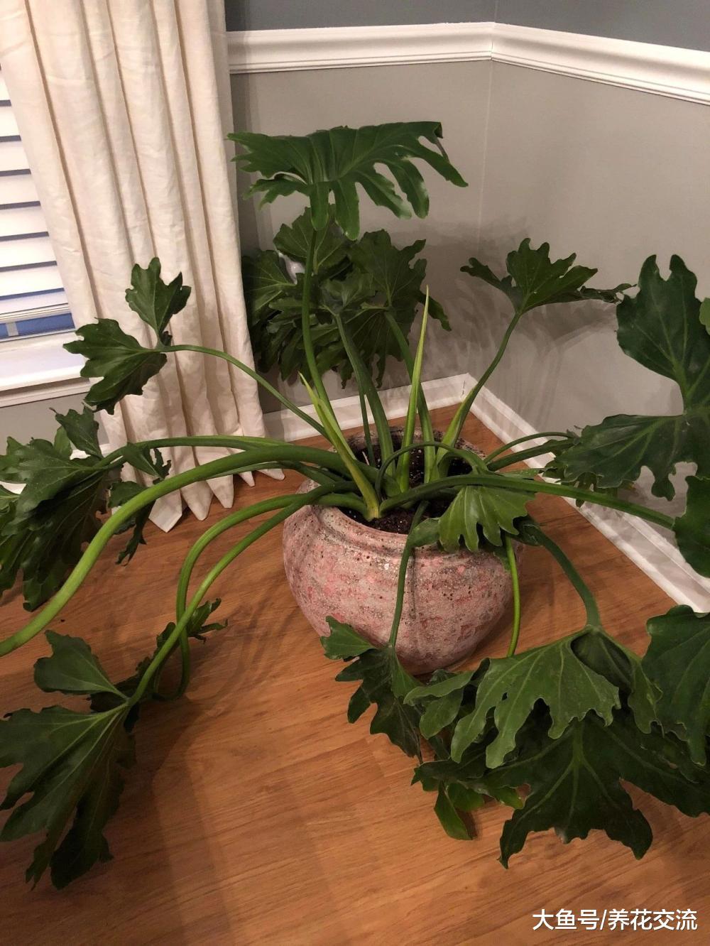 盆栽植物叶片突然变成褐色, 突然死亡是什么原因?