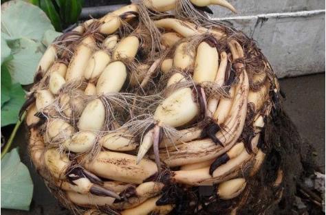 男子养了两年的莲花枯萎了。男子将其清理后懵了。