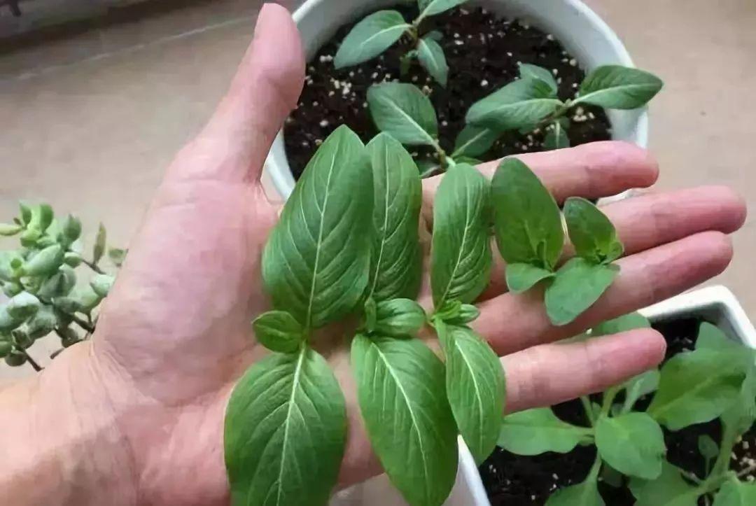 养花的4大绝技, 学1招, 就能养个大花球!