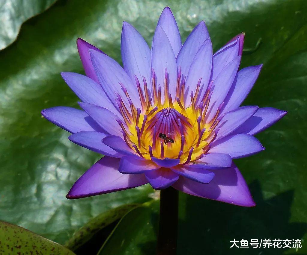 剪下来的睡莲用这些技巧能保鲜更久, 和其他的花卉的保鲜区别很大
