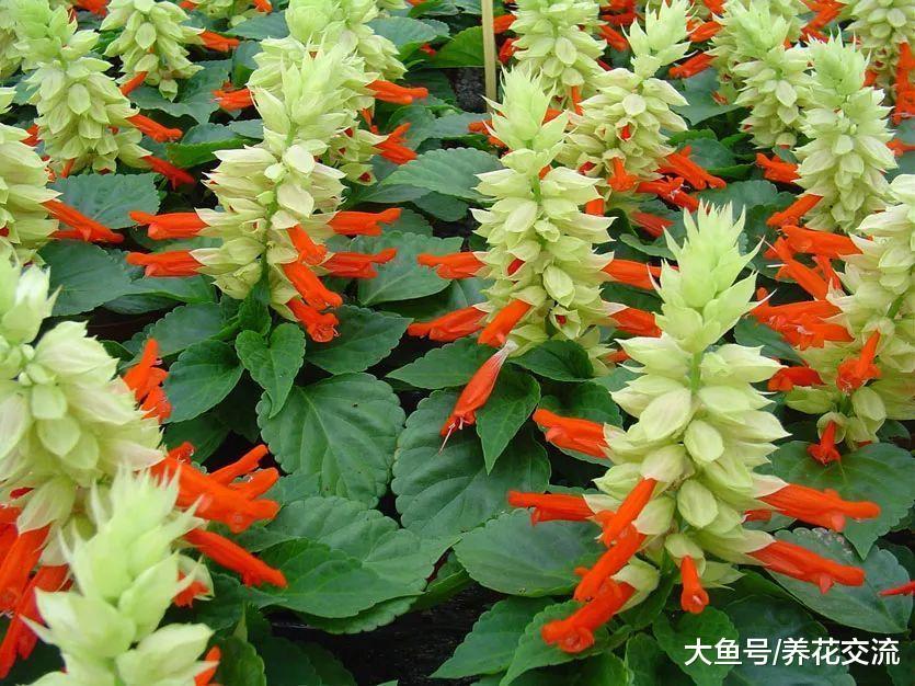 养在花盆里的一串红, 没想到还有这么多种花色