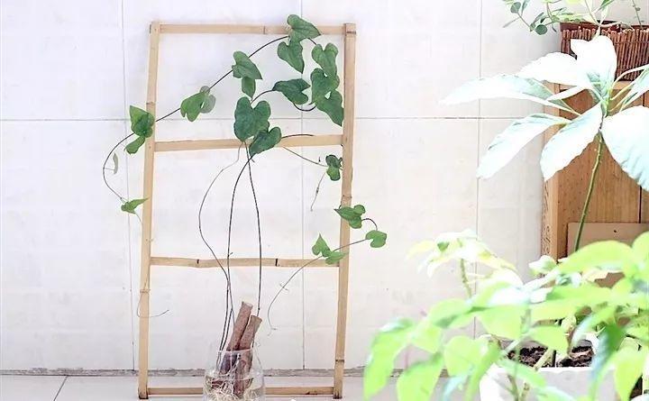 一节山药插水里, 疯狂长藤“冒金豆”, 赚大了!