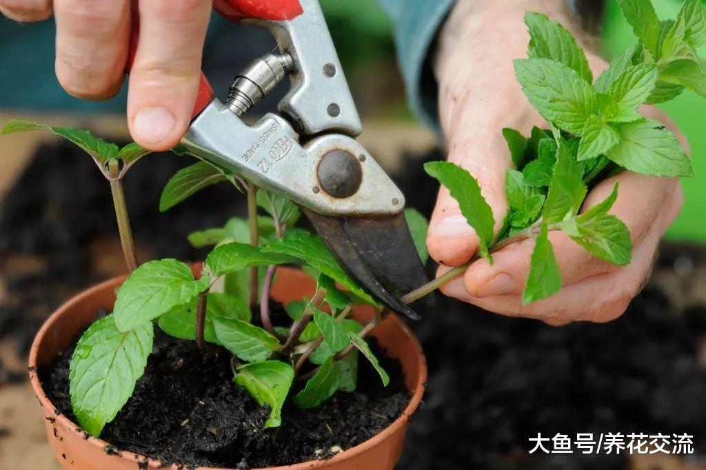 剪下来的薄荷枝条不要扔了, 直接扦插到盆土中就能变新的盆栽