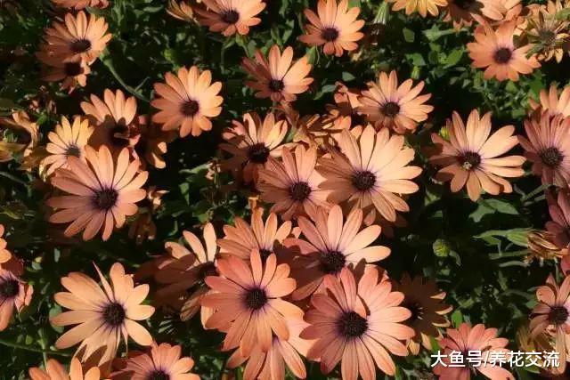 在院子里铺上这些观赏植物, 比铺瓷砖要好很多倍