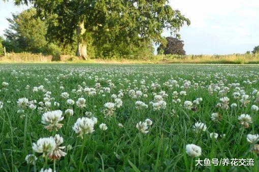 没想到三叶草也能养成一大片的草坪, 还有这么多的优点