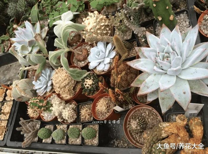 养肉40年的老夫妻, 建了个人人羡慕的多肉大棚!