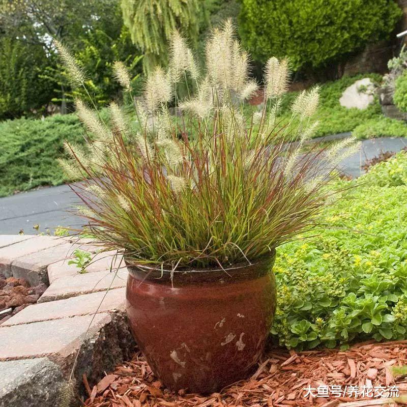 这类观赏草可以养在院子里, 作为盆栽植物就很好看