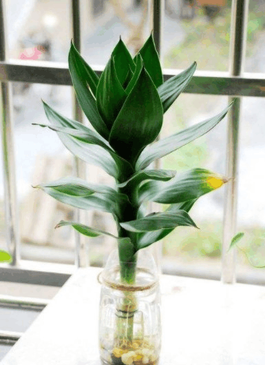 水养富贵竹有讲究, 花瓶的“水”更换, 要根据生长情况来!