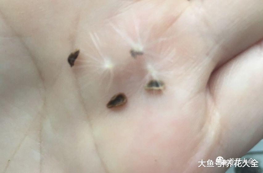 这些多肉, 虽然长得离谱, 却是肉界的爱马仕!
