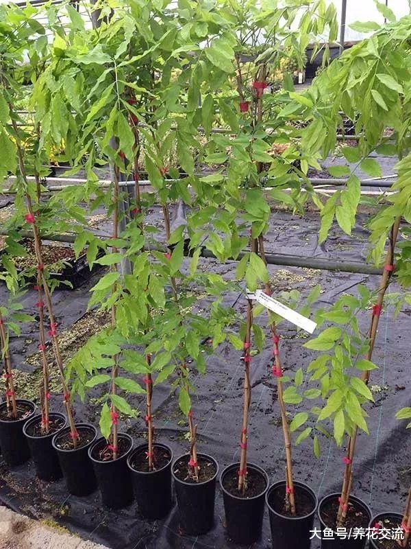 经过适当的修剪, 紫藤花能开出满树枝的花朵