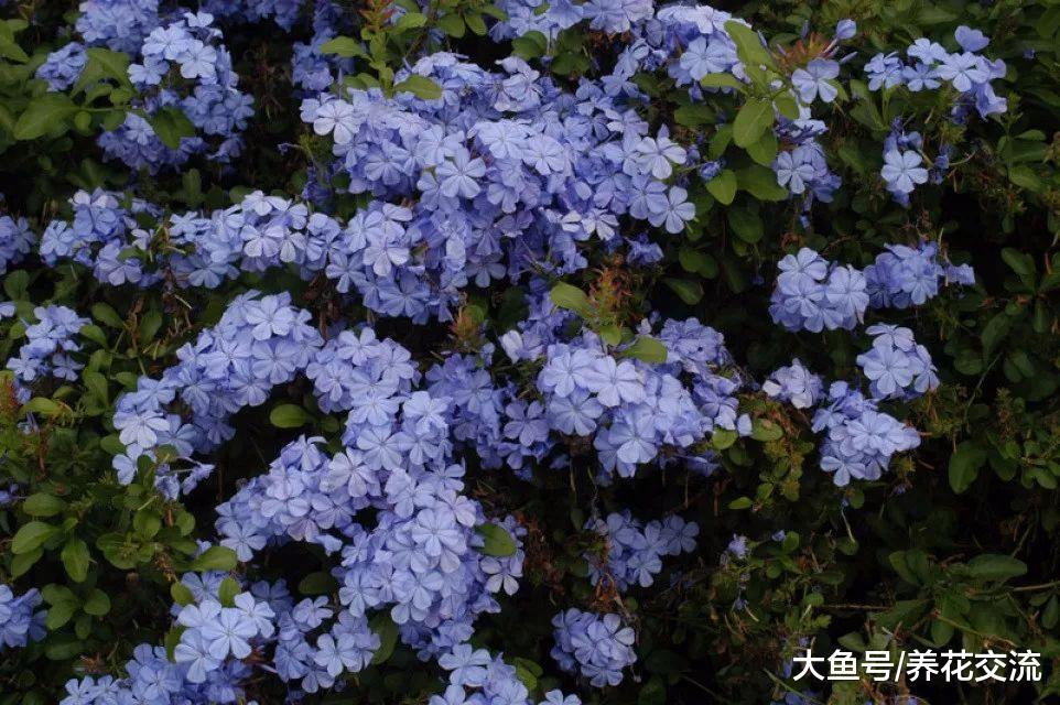 夏秋季节能够保持一直开花的十种植物, 阳光越多开花就越旺盛