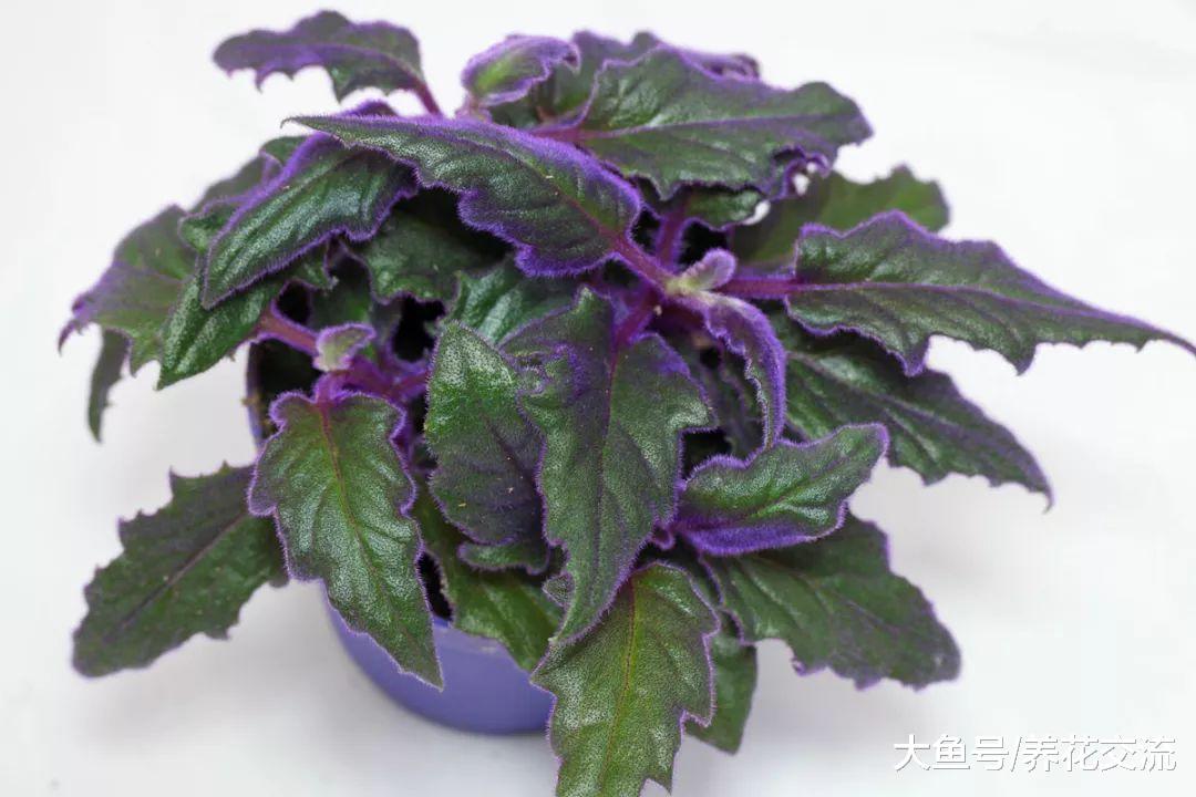美的有点不真实的观叶紫鹅绒盆栽, 开花之后反而不好看