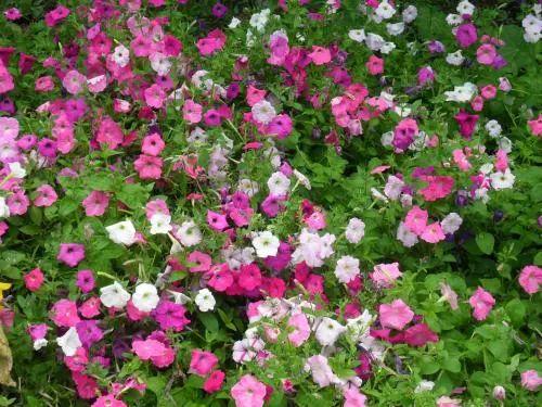 不同窗台放不同植物养殖, 分分钟爆盆, 你家植物适合放哪里?