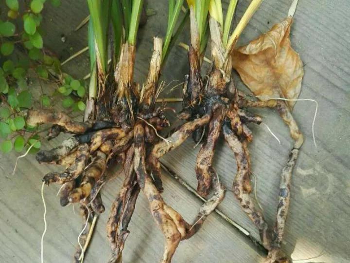 兰花喂粒“小药丸”, 2周长成一大捆, 花开了满屋香喷喷