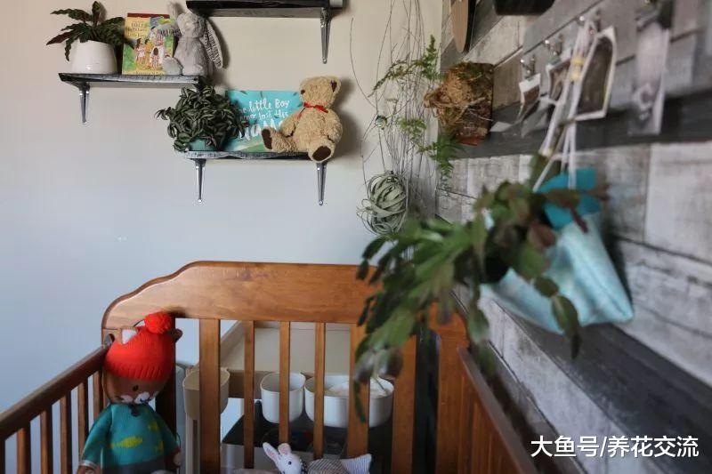 对婴儿、宠物安全无害的几种植物, 能很好净化空气的无毒盆栽