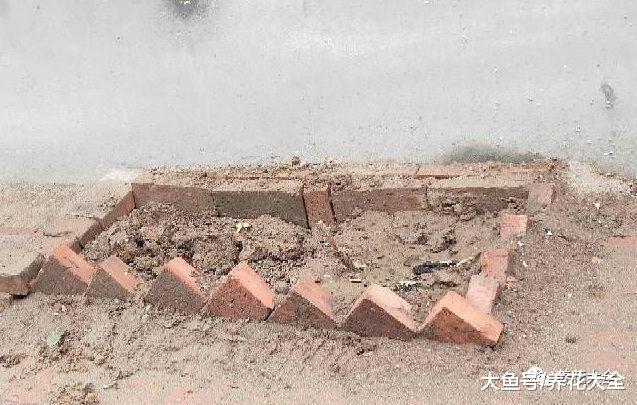 担心偷花贼来访? 试试这几招, 让他近不了花身!