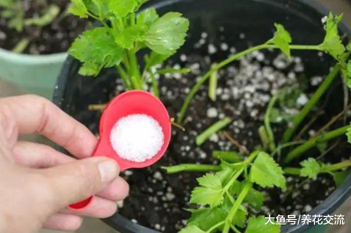 在家里养花种菜的时候适当添加泻盐, 远离叶黄, 还能不断挂果