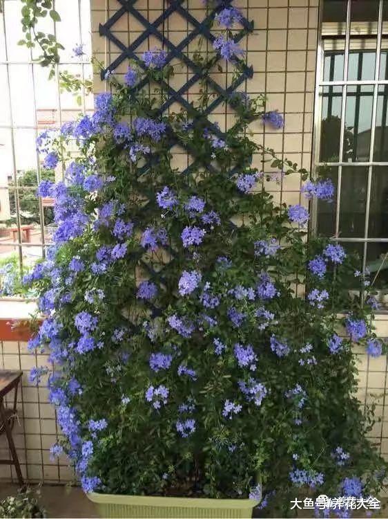 这6种蓝色系的花, 简单养一盆, 都能清凉一夏!