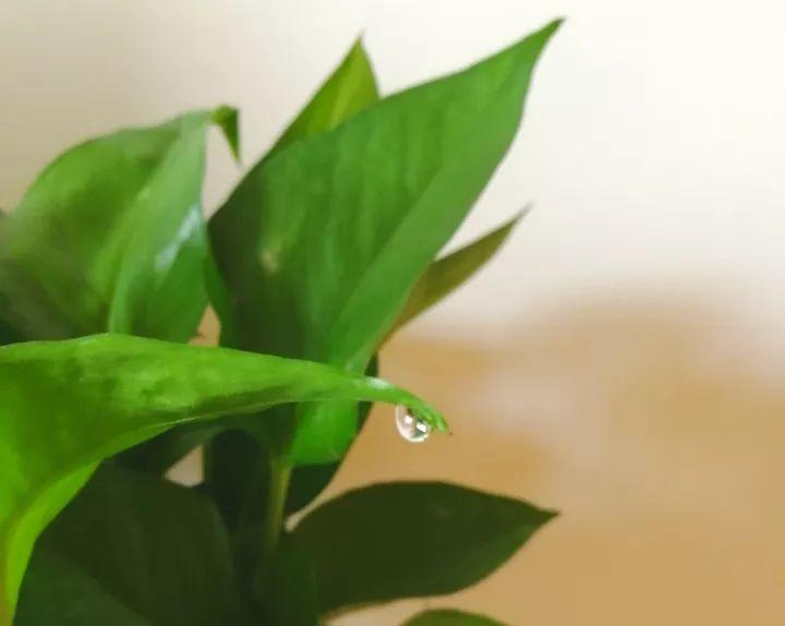 绿萝叶子哗哗冒水珠, 要是还不控制浇水, 黄叶烂根就不远了!