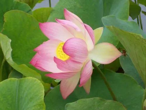 扒一扒花市花卉为什么看起来那么好的套路, 我们该怎么挑选?