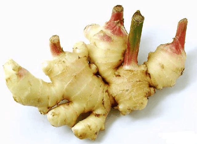 生姜发芽别急着扔, 种点在土里, 半年养成“富贵竹”!