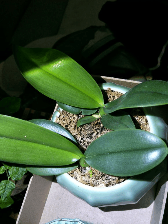 蝴蝶兰浇错水, 花不但不开, 还哗哗往下掉!