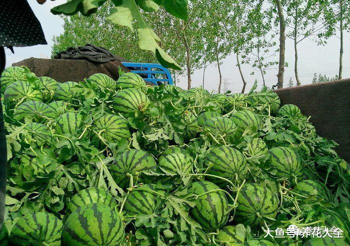 喜欢吃西瓜? 教你一招, 又大又甜的买回家!
