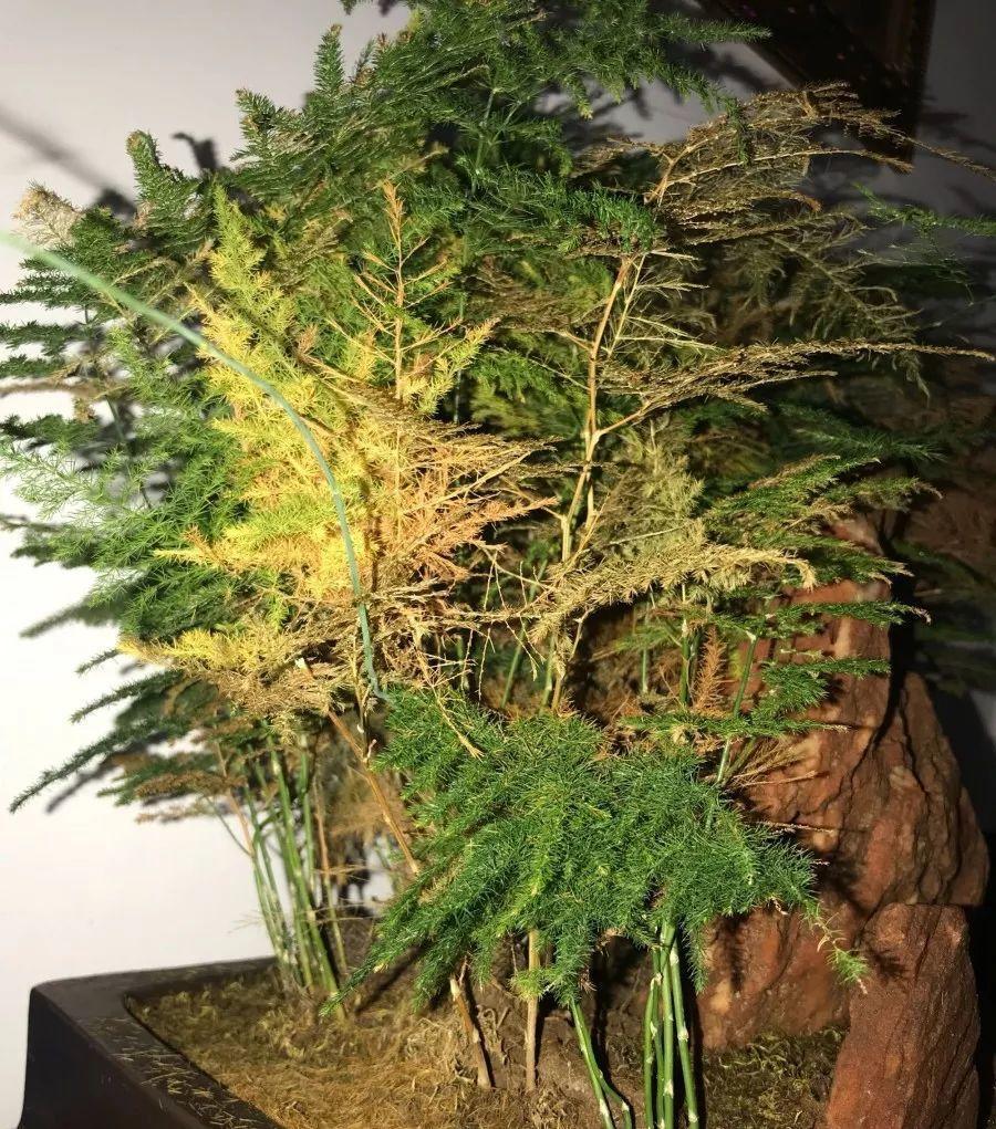 文竹喝点营养水, 叶子不黄了, 一夜冒芽绿油油!