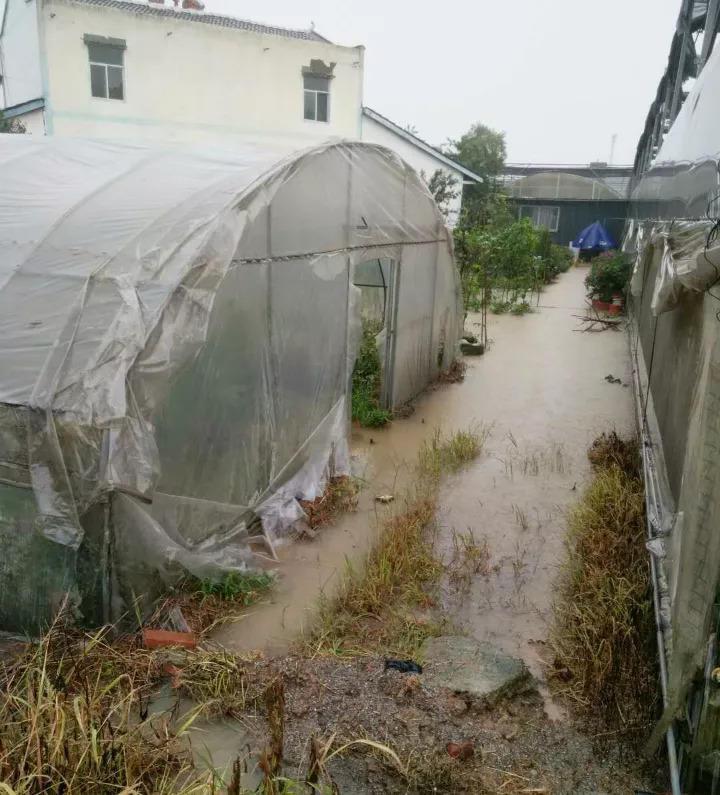 台风加暴雨, 30万棵多肉被淹, 一夜之间变的皱巴巴!