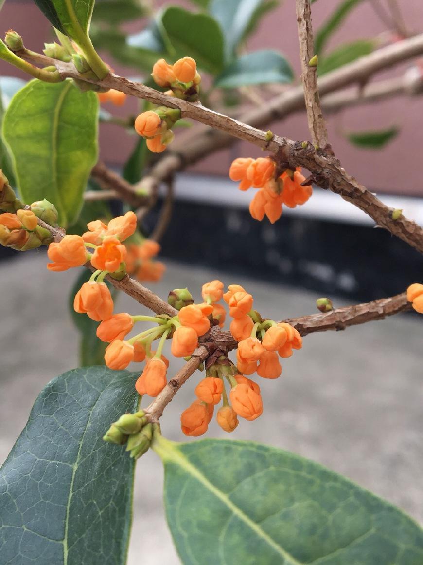 老花匠用“3招”, 把“桂花”养成盆景, 年年开花, 价值连城