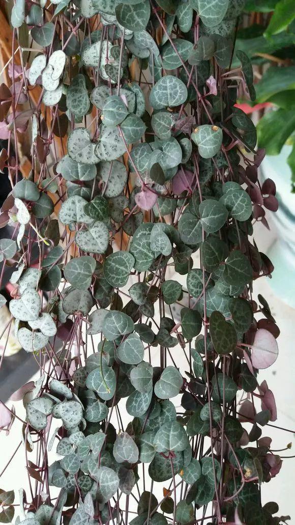 这种多肉爱疯长, 半年窜到2米长, 枝上挂满小土豆!