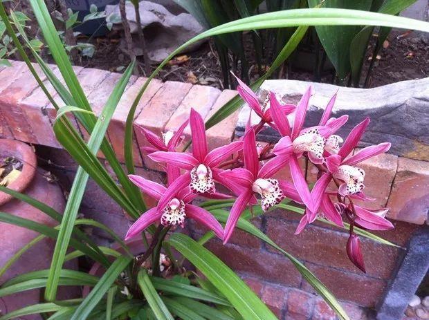 这6种花要注意, 卧室里别再养, 不然失眠睡不好!