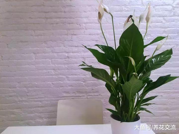 这些盆栽植物养在家里可以缓解过敏, 还能适当净化空气
