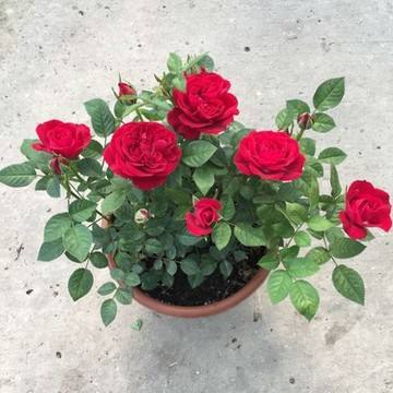 养花有“诀窍”, 这3种“饿着养”, 棵棵冒花芽, 长不停!