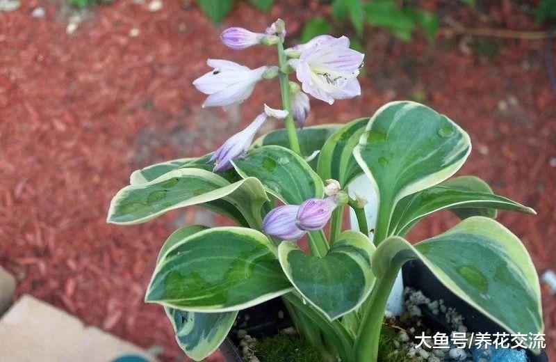 斑斓翠绿的玉簪花养护注意事项, 在遮阴处也能开出清香的花朵