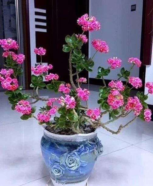 吴大姐养长寿花, 注意3个“小技巧”, 2年养成“老桩”, 一枝独秀