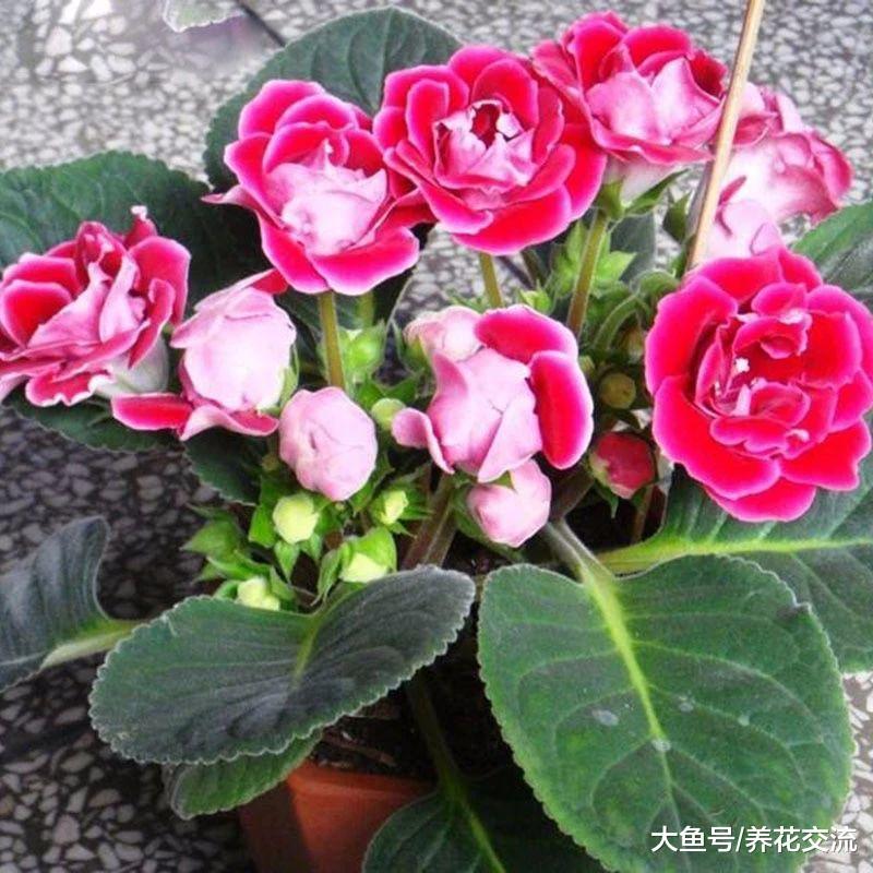 这种喜欢半阴的开花植物, 叶片切成多段都能生根发芽