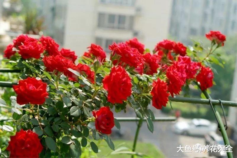 这十种月季, 好看又好养, 长到阳台放不下!