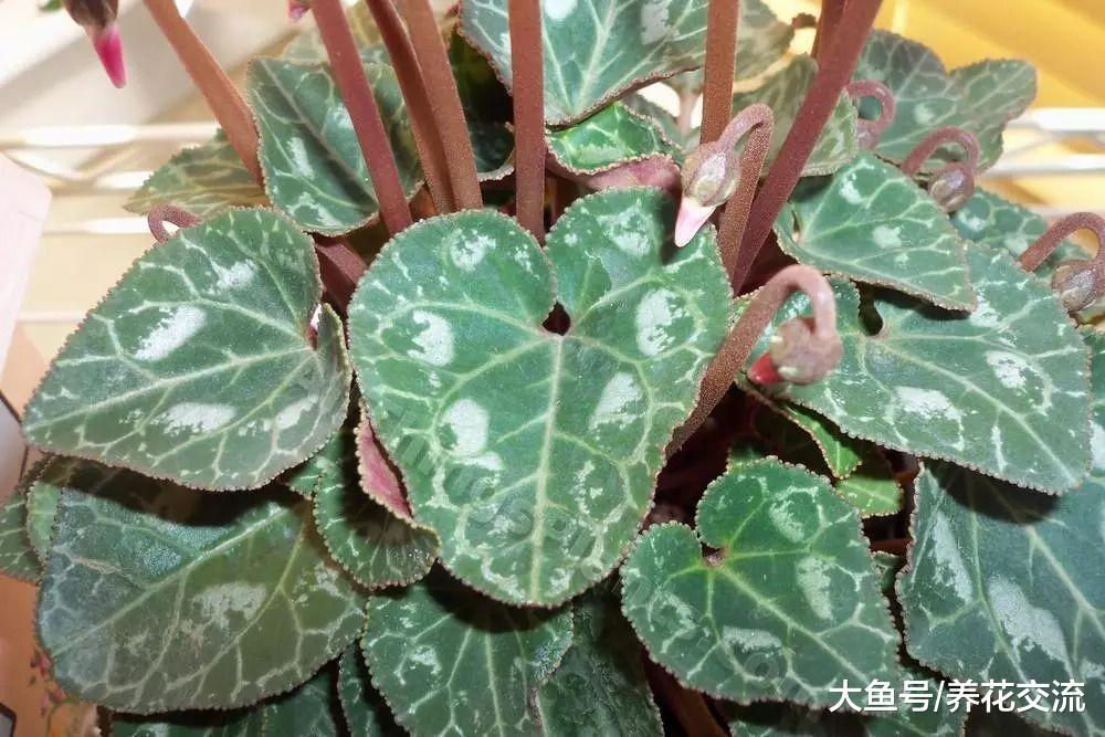 仙客来总是烂根黄叶, 挖起来看看才知道养错方法了